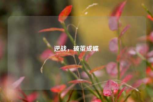 逆战，破茧成蝶
