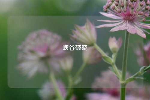 峡谷破晓