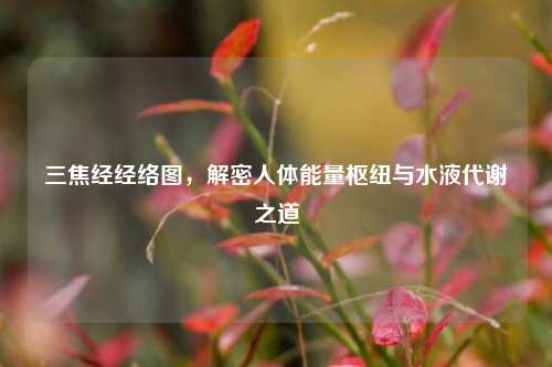 三焦经经络图，解密人体能量枢纽与水液代谢之道