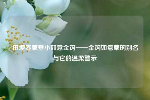 田埂春草垂小如意金钩——金钩如意草的别名与它的温柔警示
