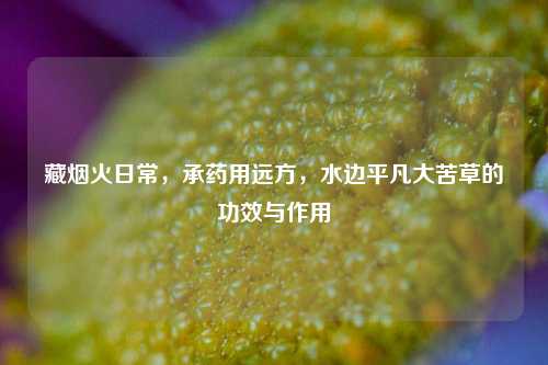 藏烟火日常,承药用远方,水边平凡大苦草的功效与作用