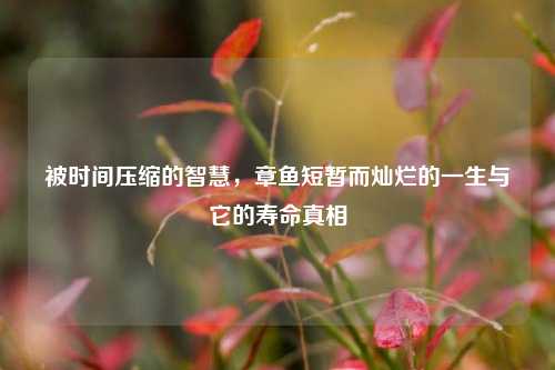 被时间压缩的智慧,章鱼短暂而灿烂的一生与它的寿命真相