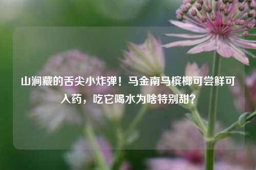 山涧藏的舌尖小炸弹!马金南马槟榔可尝鲜可入药,吃它喝水为啥特别甜?