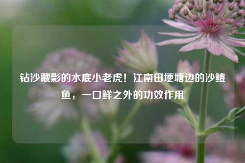 钻沙藏影的水底小老虎!江南田埂塘边的沙鳢鱼,一口鲜之外的功效作用