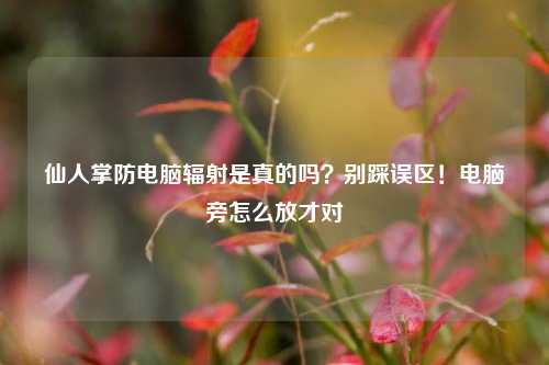 仙人掌防电脑辐射是真的吗?别踩误区!电脑旁怎么放才对